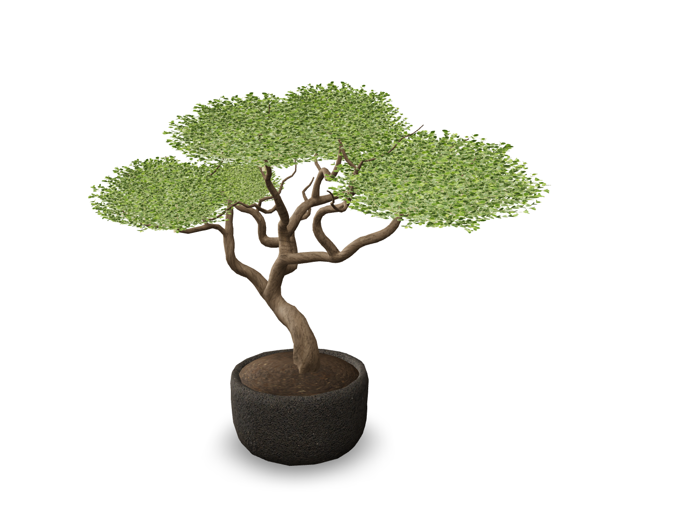 Realistic Bonsai Tree in Textured Pot